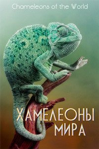 Хамелеоны мира