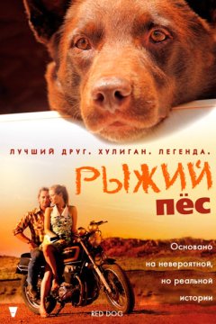 Рыжий пес