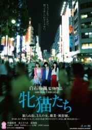 Кошачий рассвет