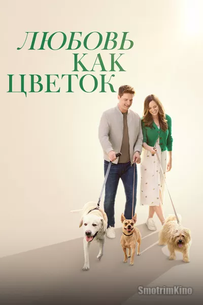 Любовь как цветок