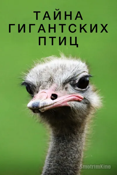 Тайна гигантских птиц
